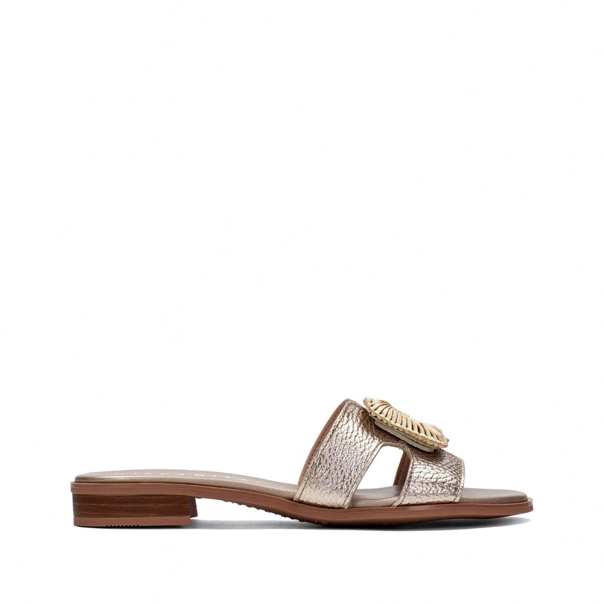 HISP HV253881 CAVA-0